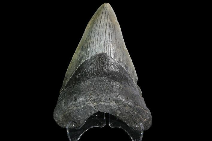 Large, Fossil Megalodon Tooth #92684